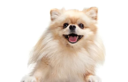 포메라니안/출처:어도비스톡