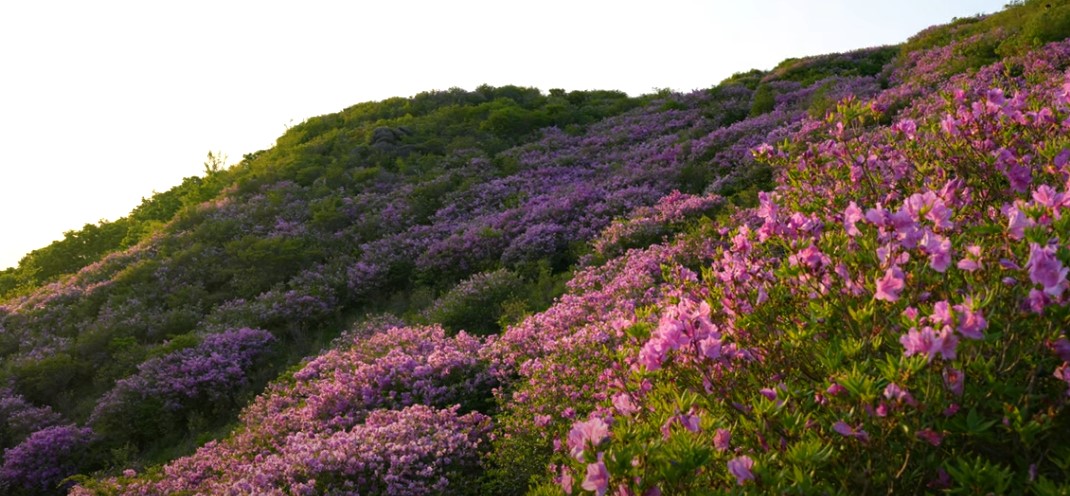 5월에 꼭 가봐야 할 적국 봄꽃 명소