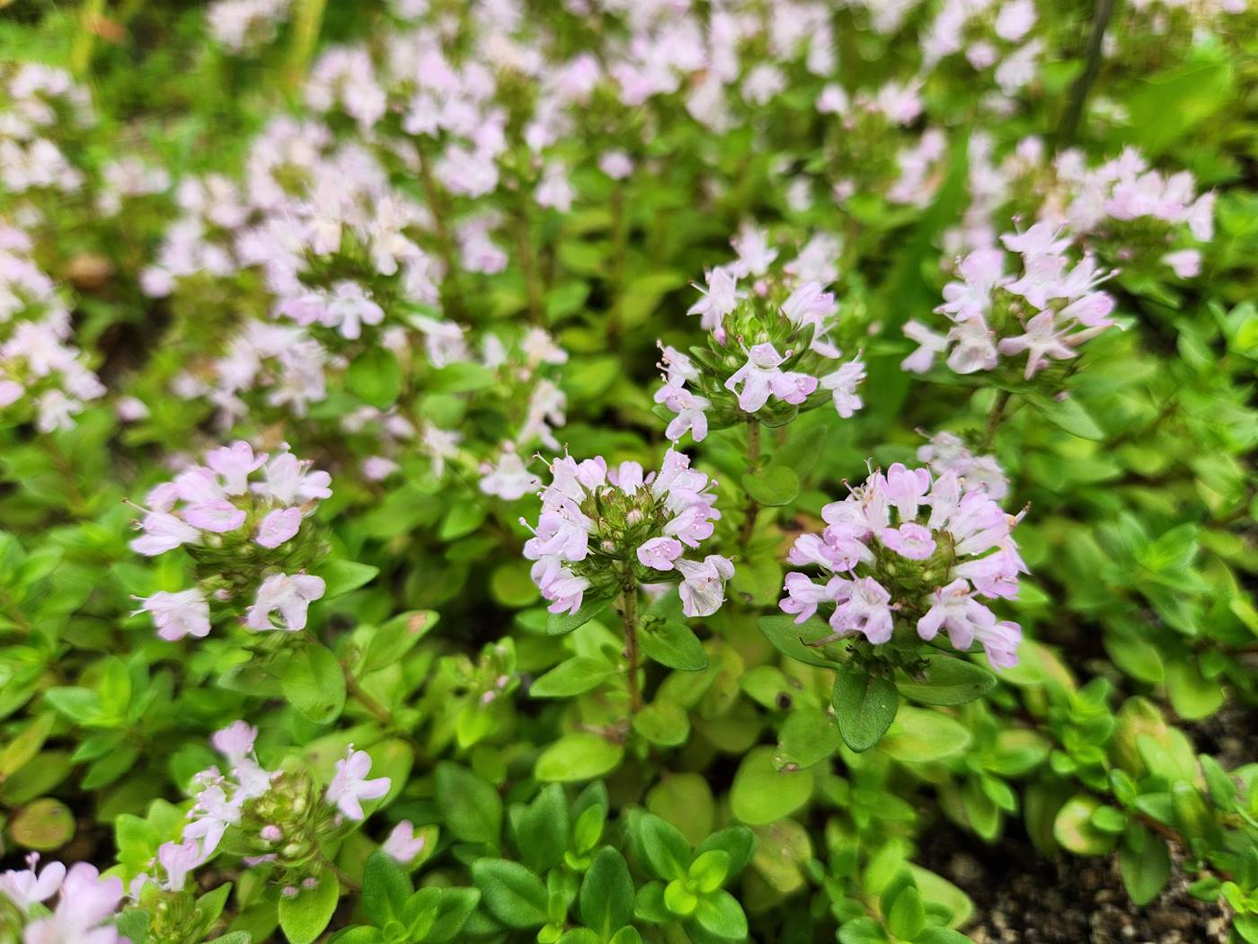 섬백리향 (울릉백리향)