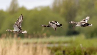 나는 꿈, 날으는 꿈, 날아오르는 꿈