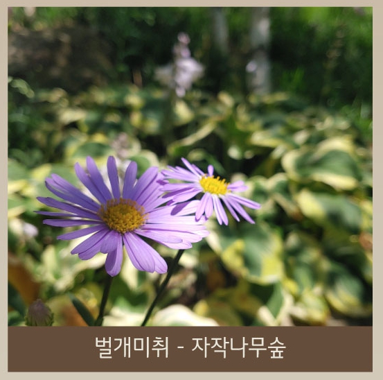 화담숲 화담채 예약 관련 이미지