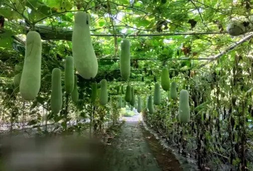 동과-동아-겨울수박