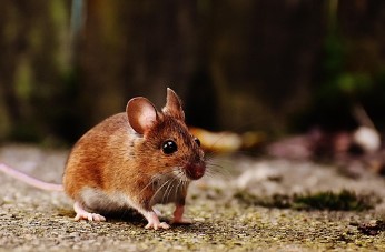 2026년 범띠 신년운세 무료 확인