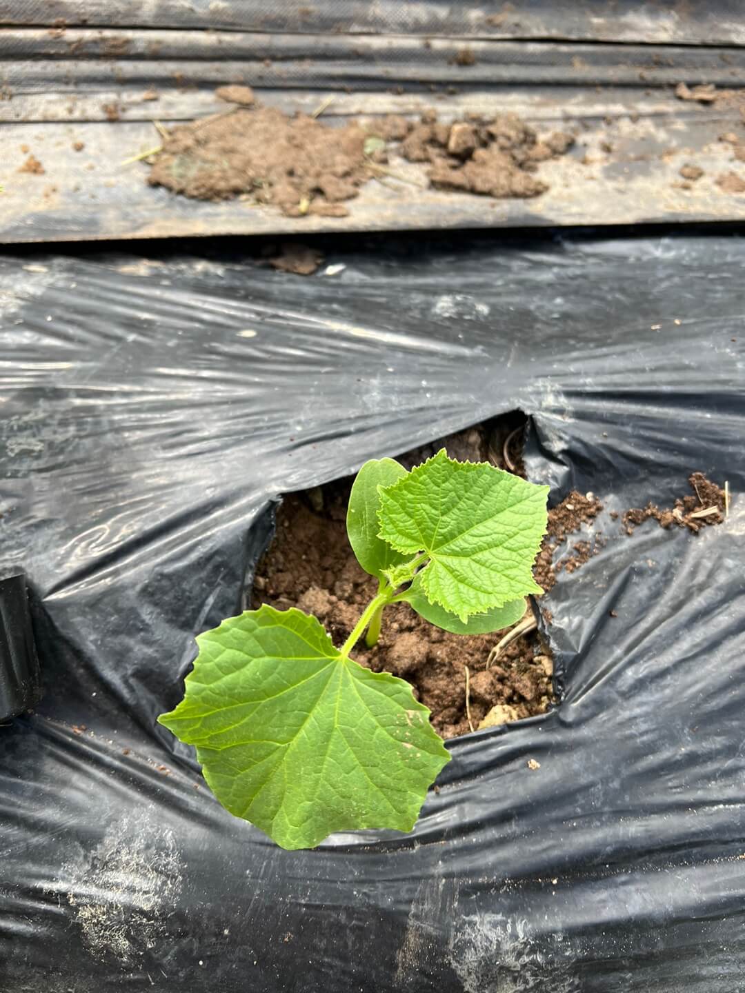 가을 오이 파종