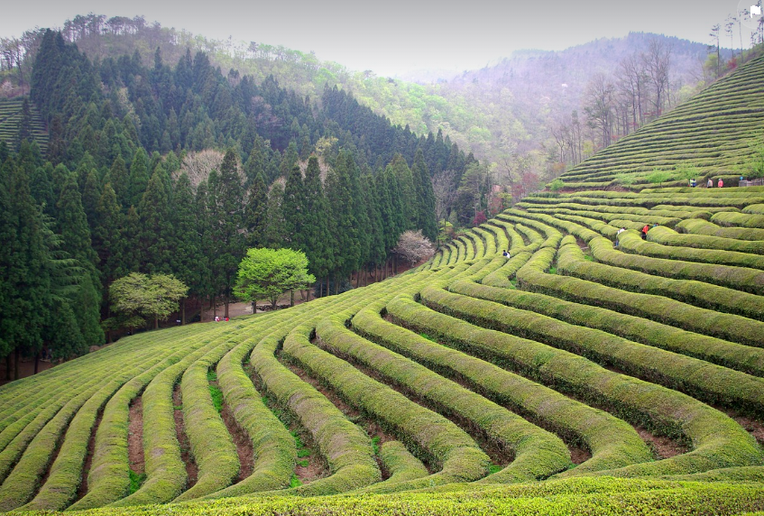 2024 보성녹차밭 봄나들이 (녹차밭, 푸르름, 힐링)