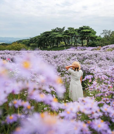 “보랏빛 사랑의 계절, 문경 봉천사 개미취 꽃밭”