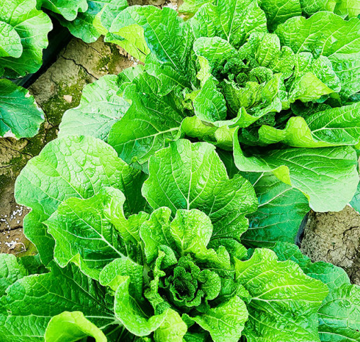 절임배추 만드는 법