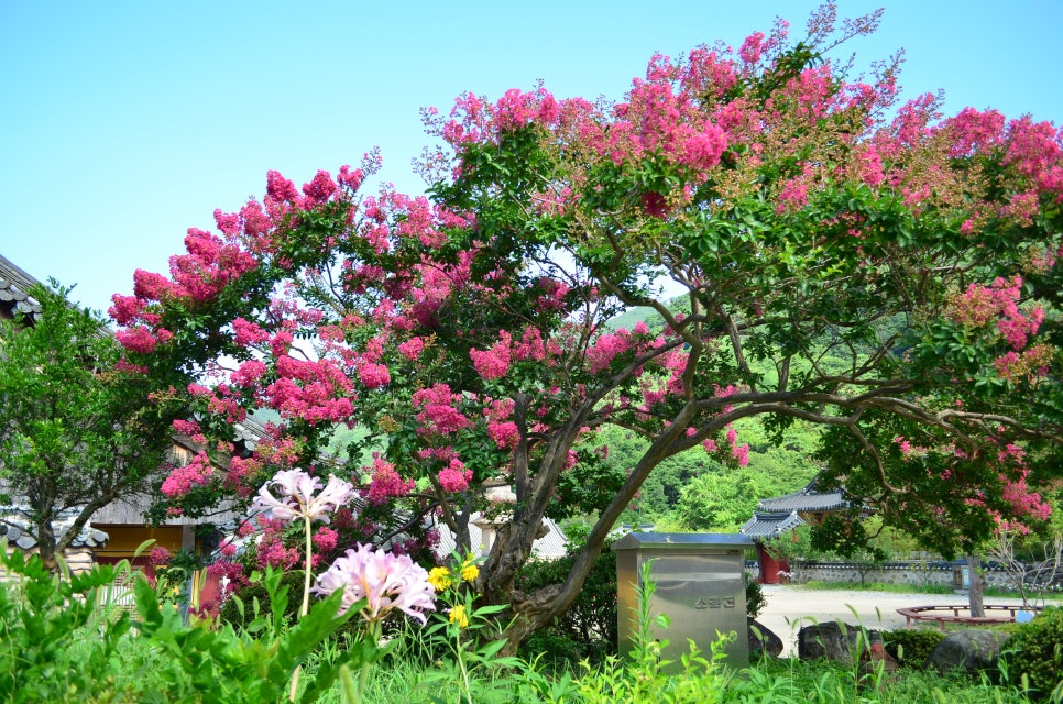 밀양 표충사 배롱나무