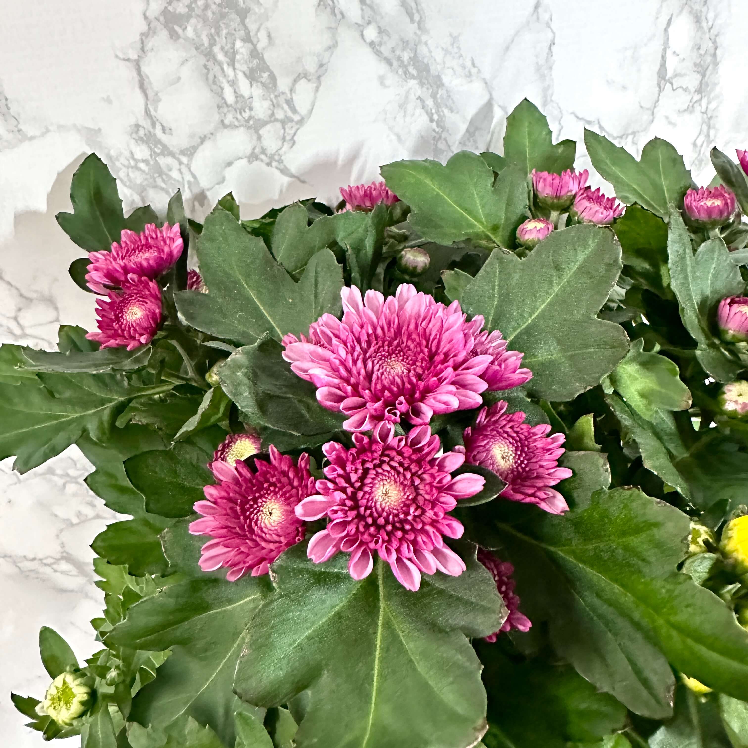 식물 판매 사이트 심폴