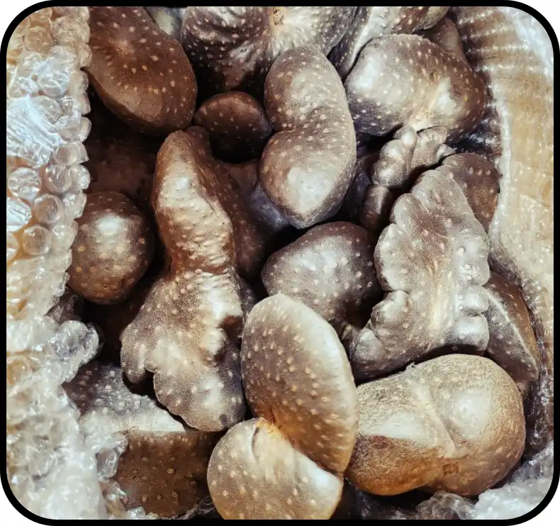 하늘마 먹는 방법과 보관방법 (+ 잎 먹는법)