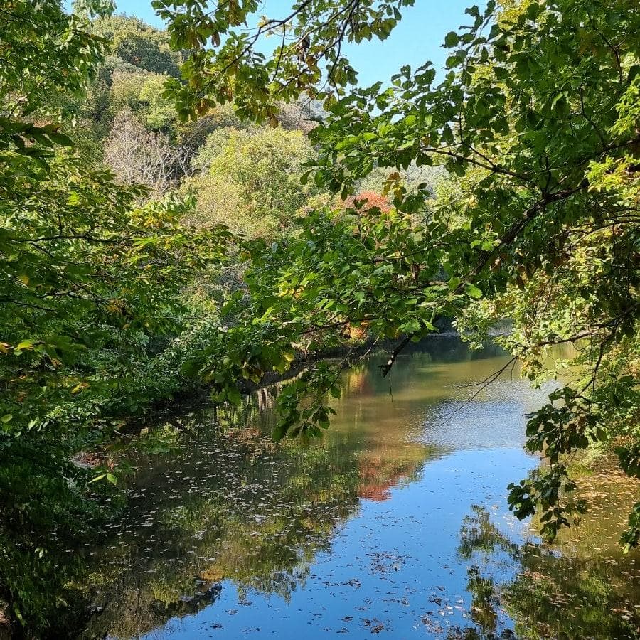 [4월 축제]사계절의 모습이 다 아름다운 고창 선운사❘동백꽃, 홍매화 사진 이벤트