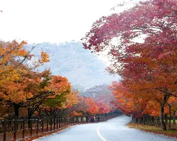 내장산 단풍_4