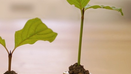 새싹이 크고있음