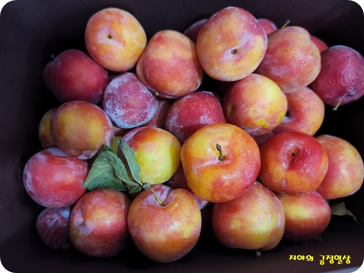 자두가 많이 있음