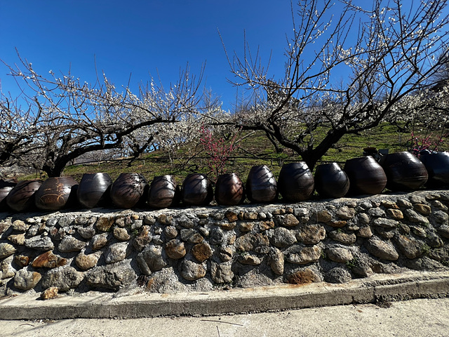 24년 광양 매화 축제 일정 요금 주차