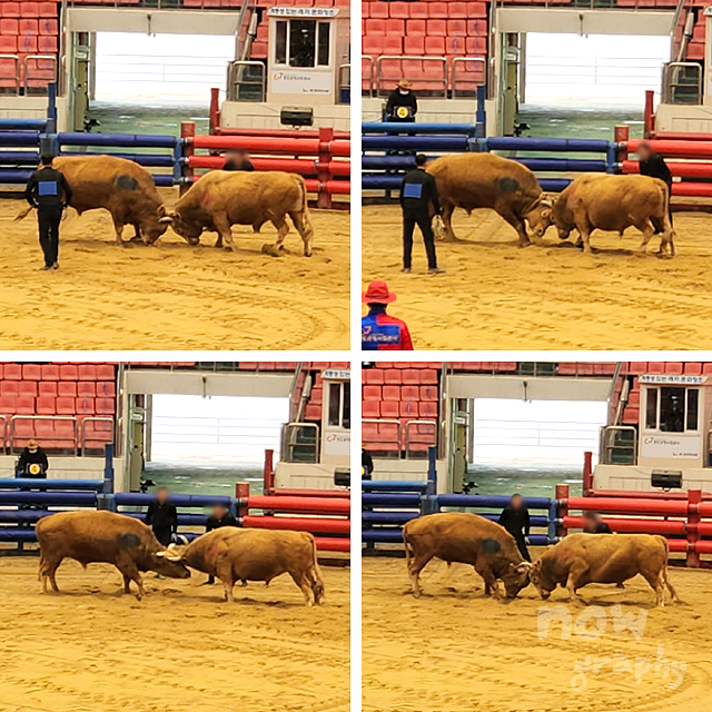 청도-소싸움경기장