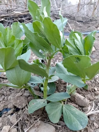 잠두콩 재배 저온 발아 지주 설치 꼬투리 관리_13