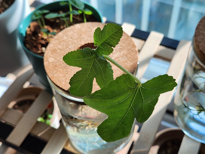 많이 자라난 신엽들