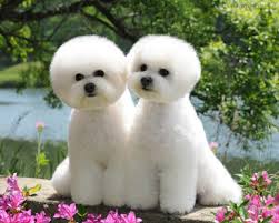 출처 구글 비숑프리제 강아지 사진