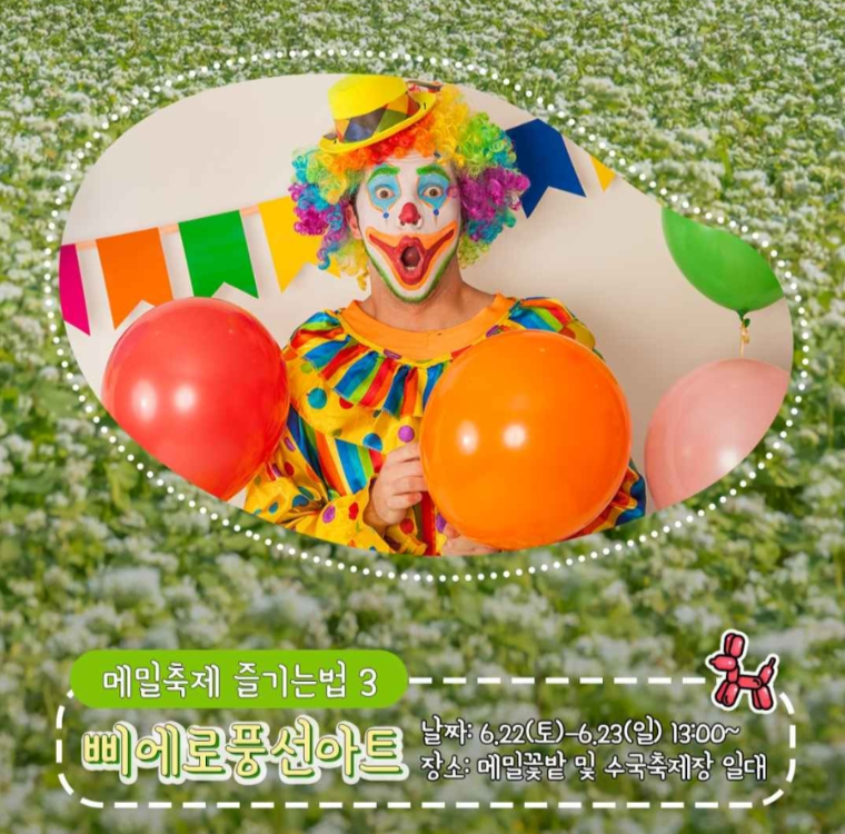 제주 메밀꽃 축제 2024 요금 행사
