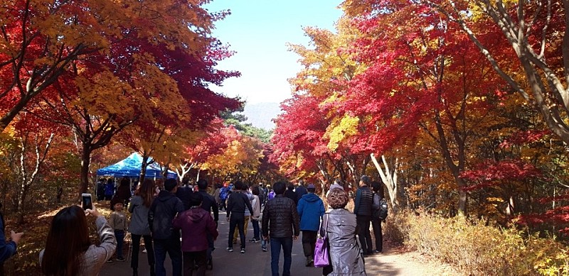 단풍명소