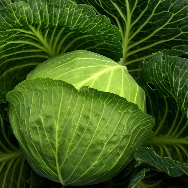 염증에 좋은 음식 사진 2