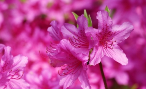 군포 철쭉축제 초대가수 및 일정 총정리