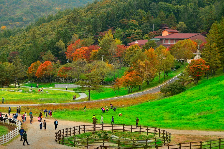 생방송투데이 대관령하늘목장 강원도 평창