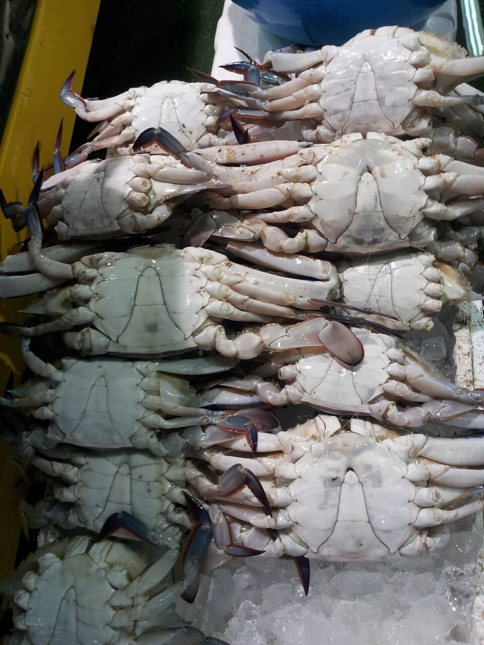 꽃게 사진