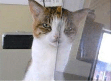 고양이 웃긴 행동&#44;웃긴 고양이 사진&#44;귀여운 고양이 사진 및 고양이 종류