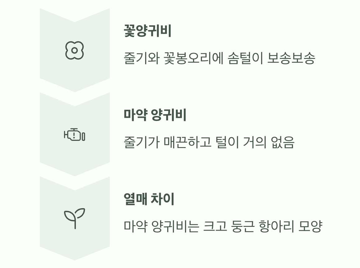진짜 '마약 양귀비', 어떻게 구별할까?