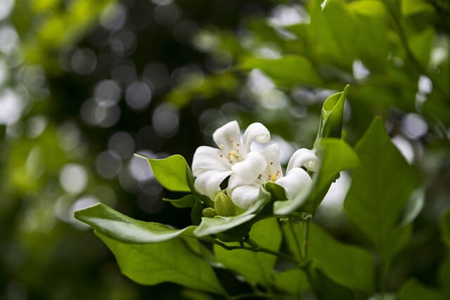 귤 효능 보관법