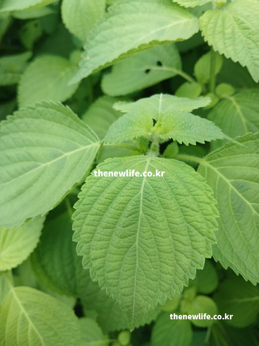 잎맥이 뚜렷하게 보이는 깻잎 잎사귀 클로즈업