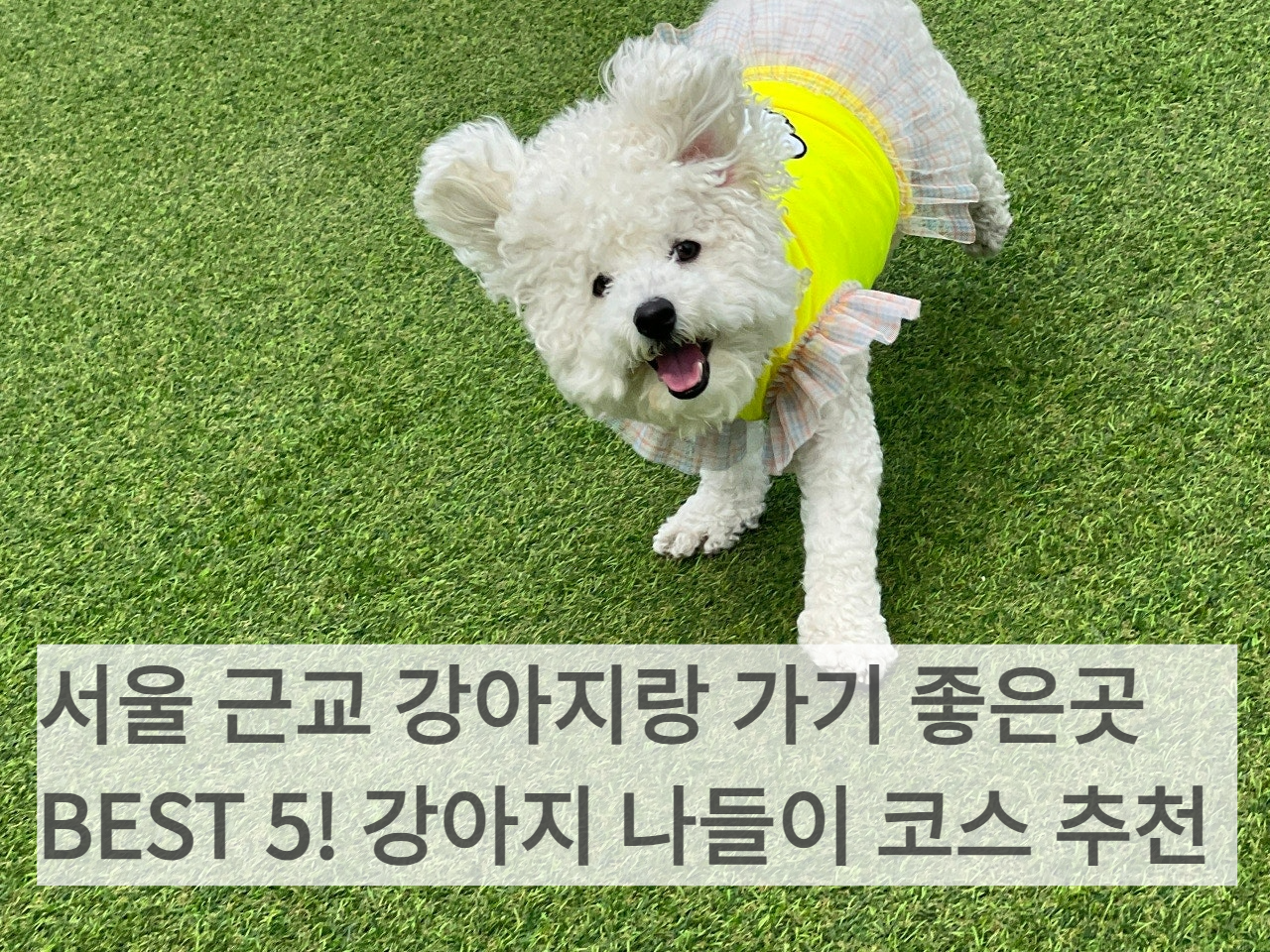 강아지와 함께 서울 근교 자연에서 산책하는 모습