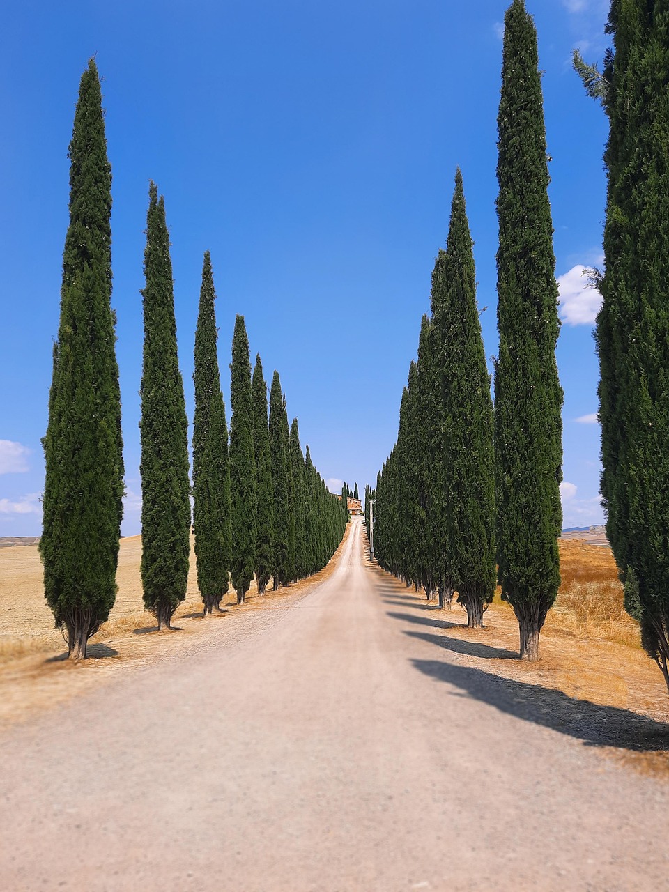 사이프러스 아로마에세셜오일 레시피