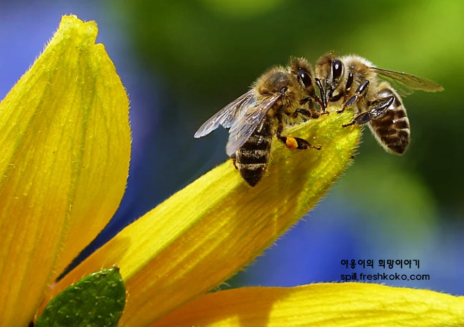 벌화분의 효능