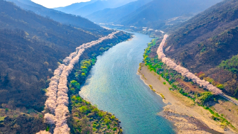 구례 300리 벚꽃축제