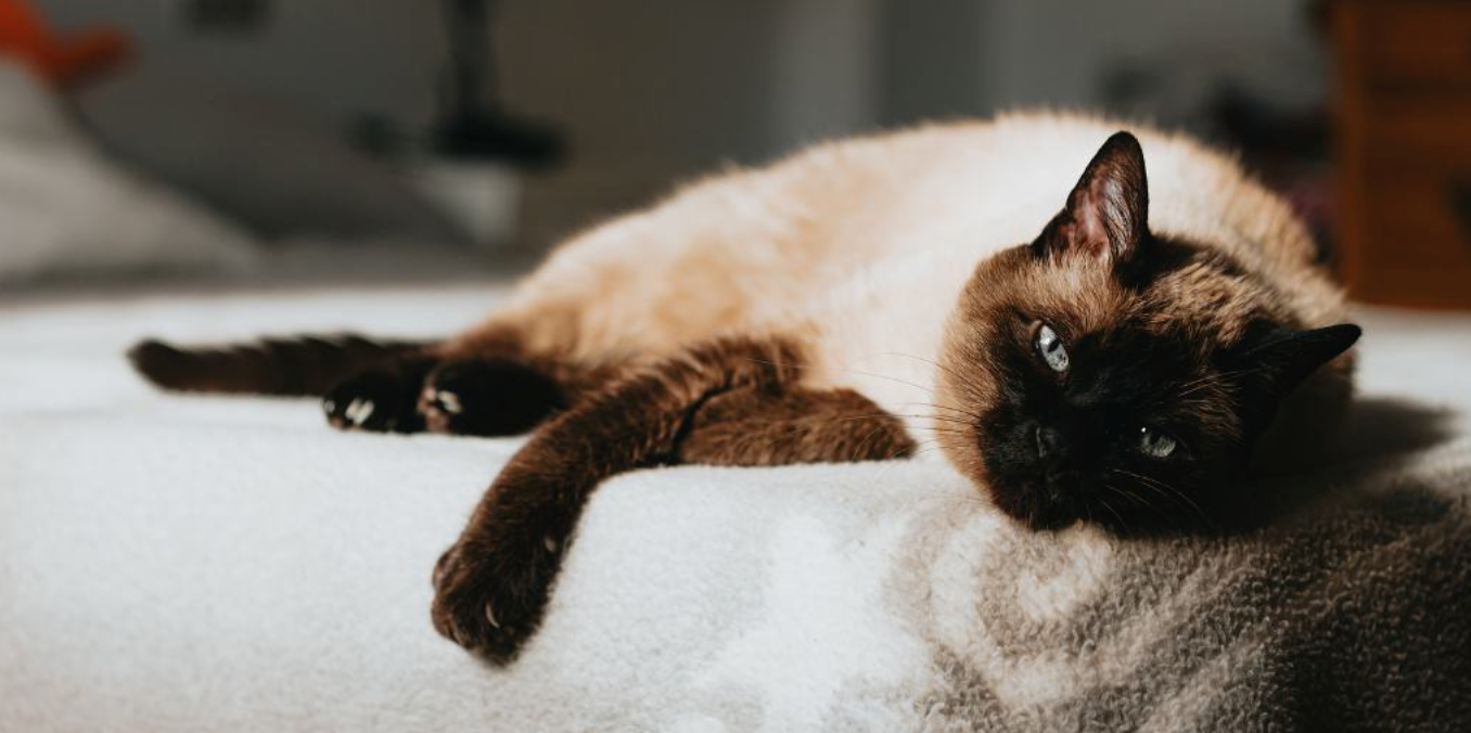 곰팡이가 반려동물 건강에 미치는 영향