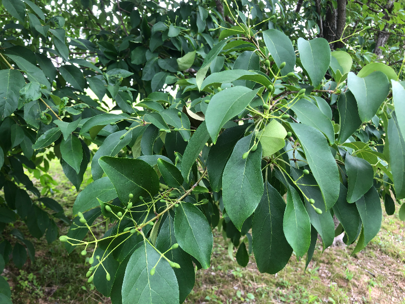 이팝나무 열매1