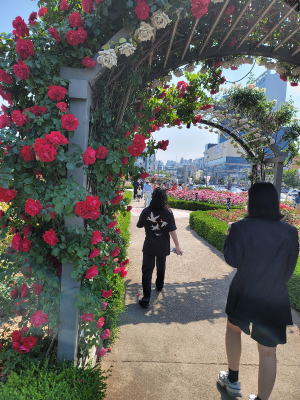 포항 영일대 장미원 모습