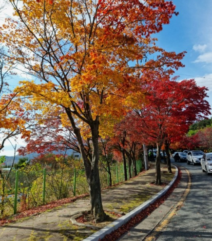 11월 단풍축제 가볼만한곳 BEST 10