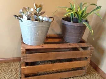 북향집 식물 선택 저조도관리 물주기 식물등 활용 방법_4