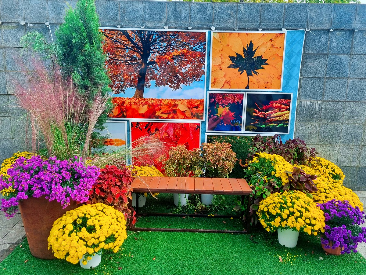 서울 근교 가을꽃 만발한, 경기도 고양시 강매석교공원 창릉천 코스모스축제