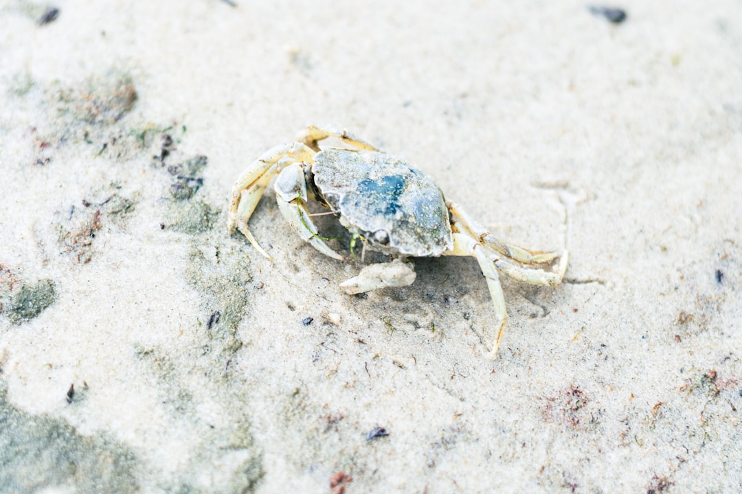 Snow Crab