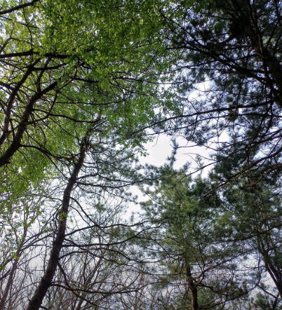 서울근교벚꽃명소