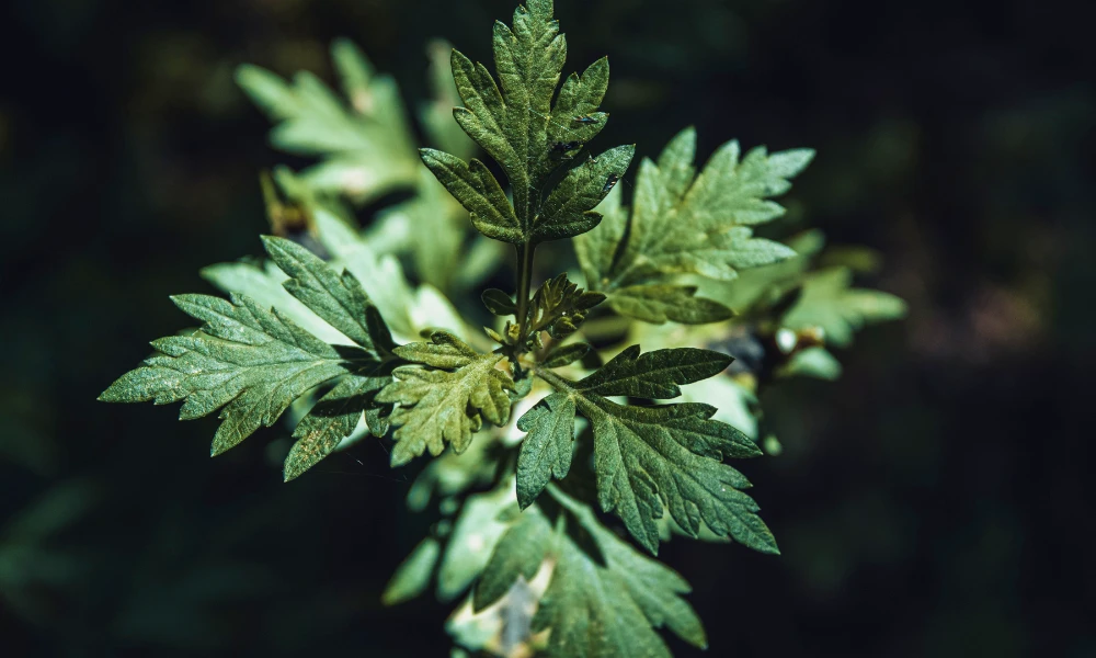 3월 제철채소 쑥