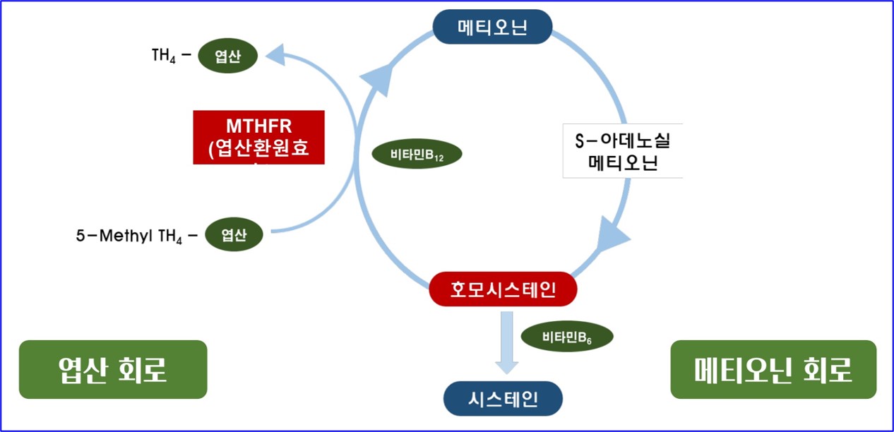 종합비타민