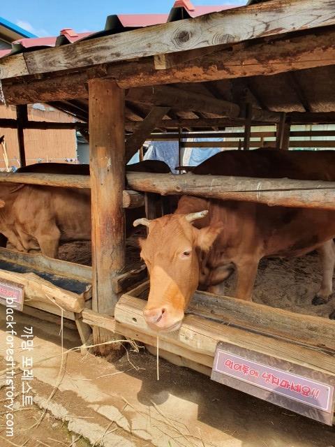 춘천 해피초원목장