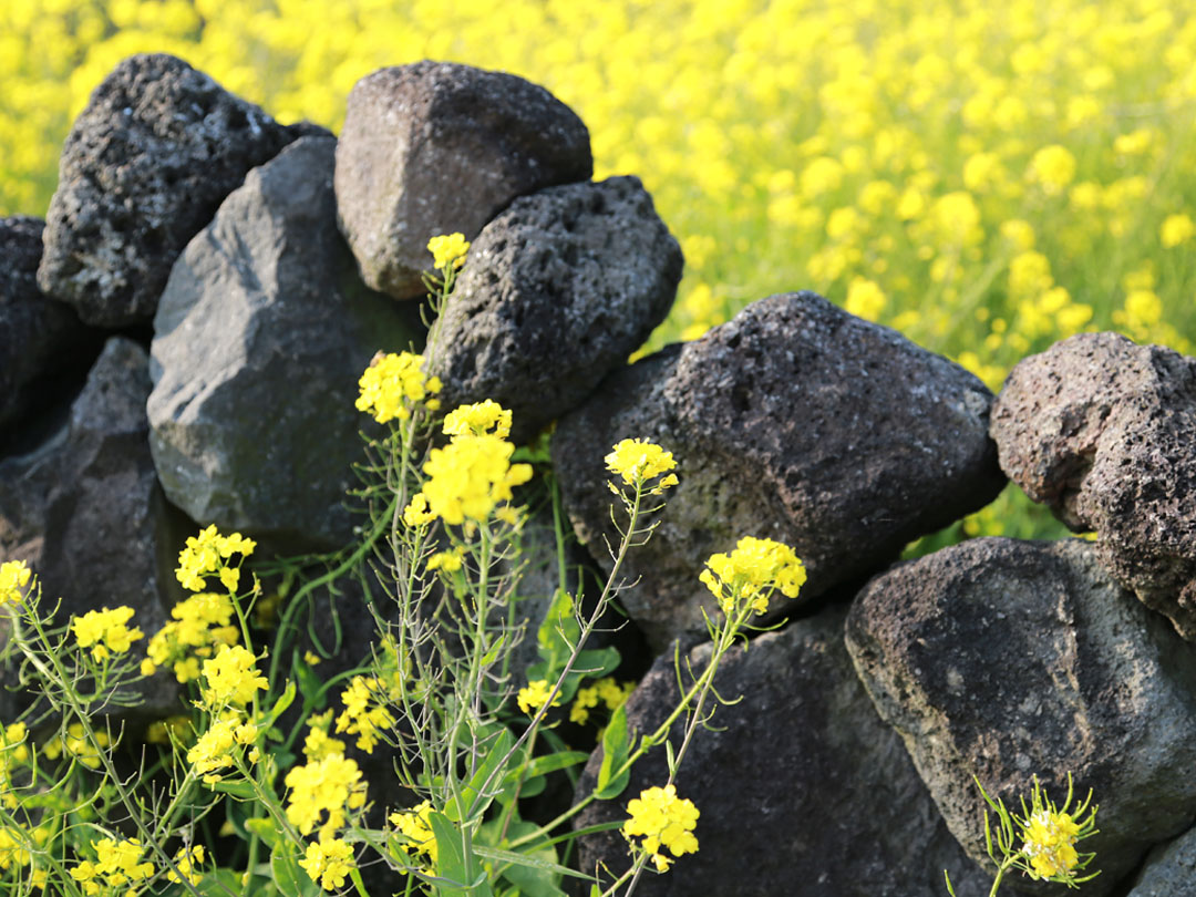 제주 유채꽃과 돌담