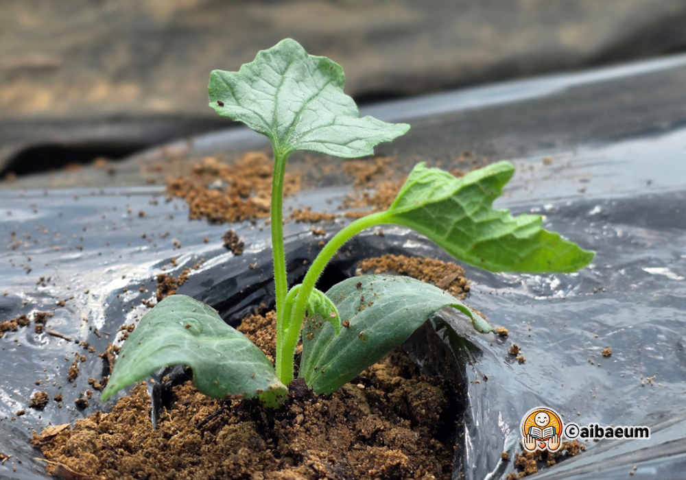 ai_6_수세미농사와 친환경라이프